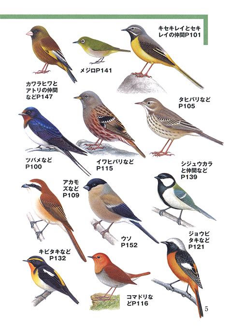 鳥種類|野鳥図鑑（野鳥の種類、名前）